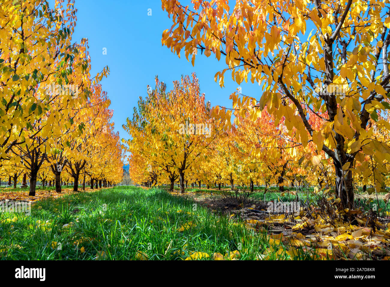 Une poire verger avec les feuilles d'automne jaune brillant au soleil sur un ciel bleu jour Banque D'Images