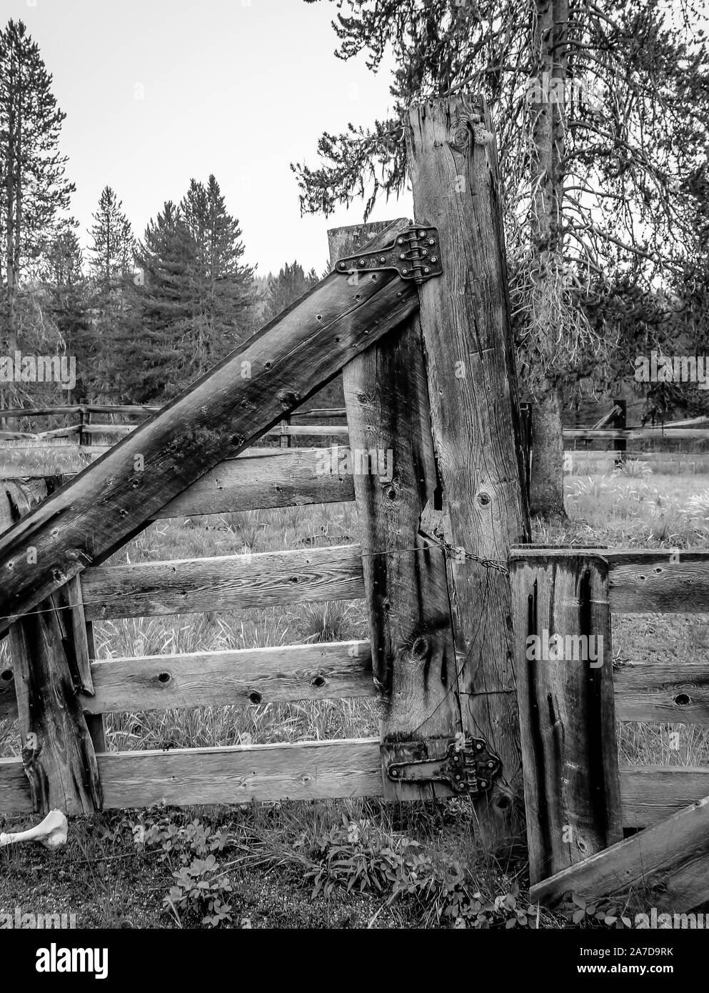 Un vieux poteau de clôture en bois au fin fond de la Forêt Nationale de Boise Banque D'Images