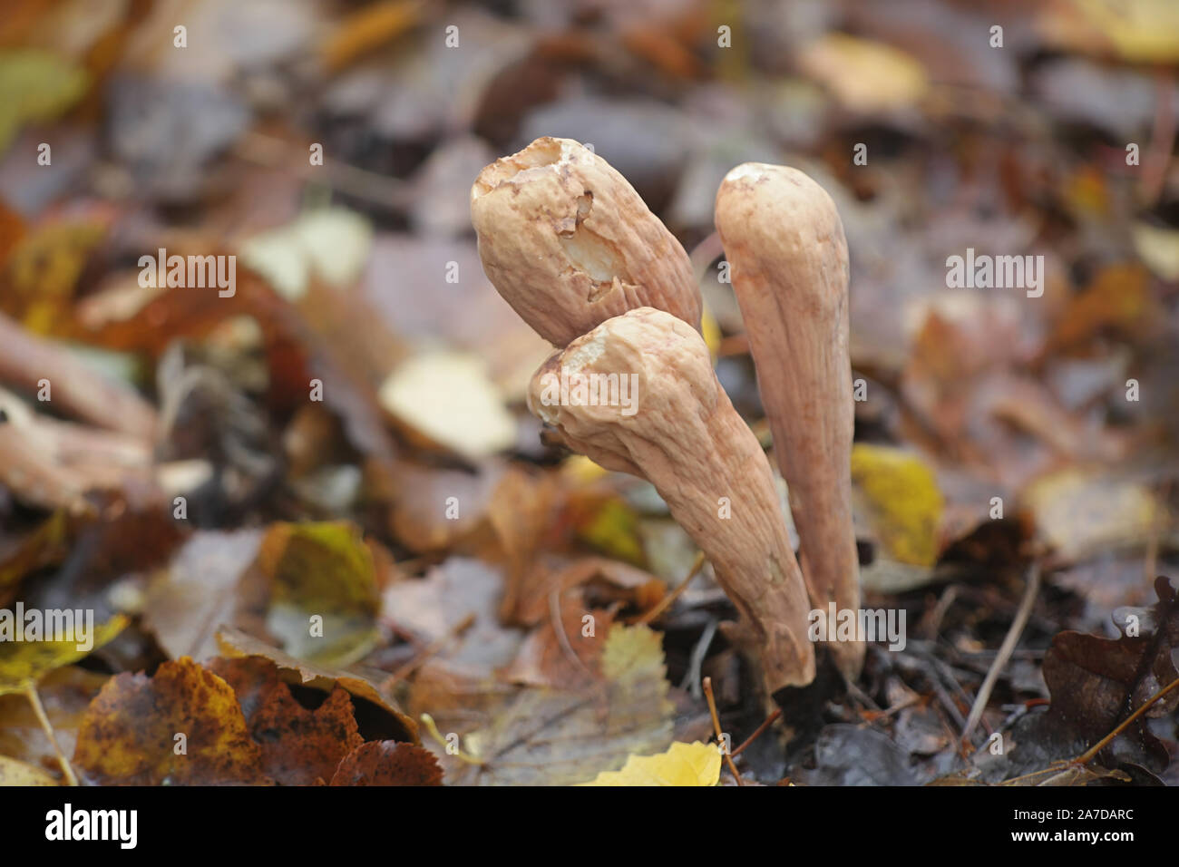 Clavariadelphus pistillaris, connu sous le nom de Club géant champignon, poussent à l'état sauvage en Finlande Banque D'Images Clavariadelphus pistillaris, connu sous le nom de Club géant champignon, poussent à l'état sauvage en Finlande Banque D'Images