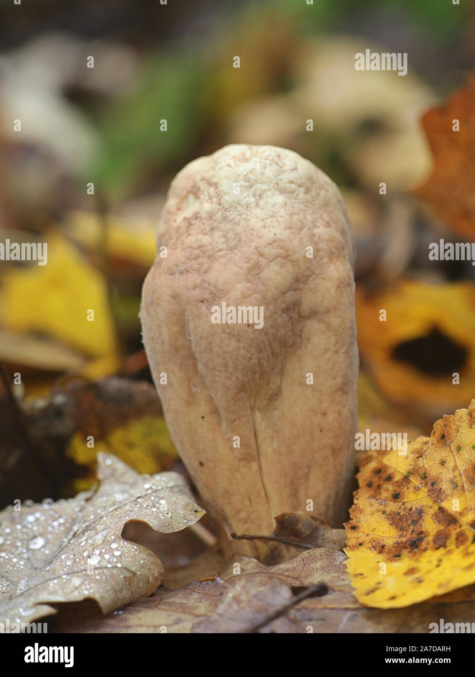 Clavariadelphus pistillaris, connu sous le nom de Club géant champignon, poussent à l'état sauvage en Finlande Banque D'Images Clavariadelphus pistillaris, connu sous le nom de Club géant champignon, poussent à l'état sauvage en Finlande Banque D'Images