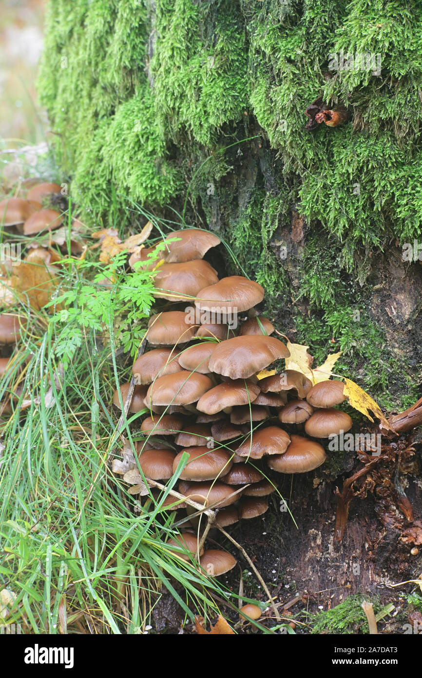 Psathyrella piluliformis, connu sous le nom de souche commune, Brittlestem à partir de la Finlande aux champignons sauvages Banque D'Images