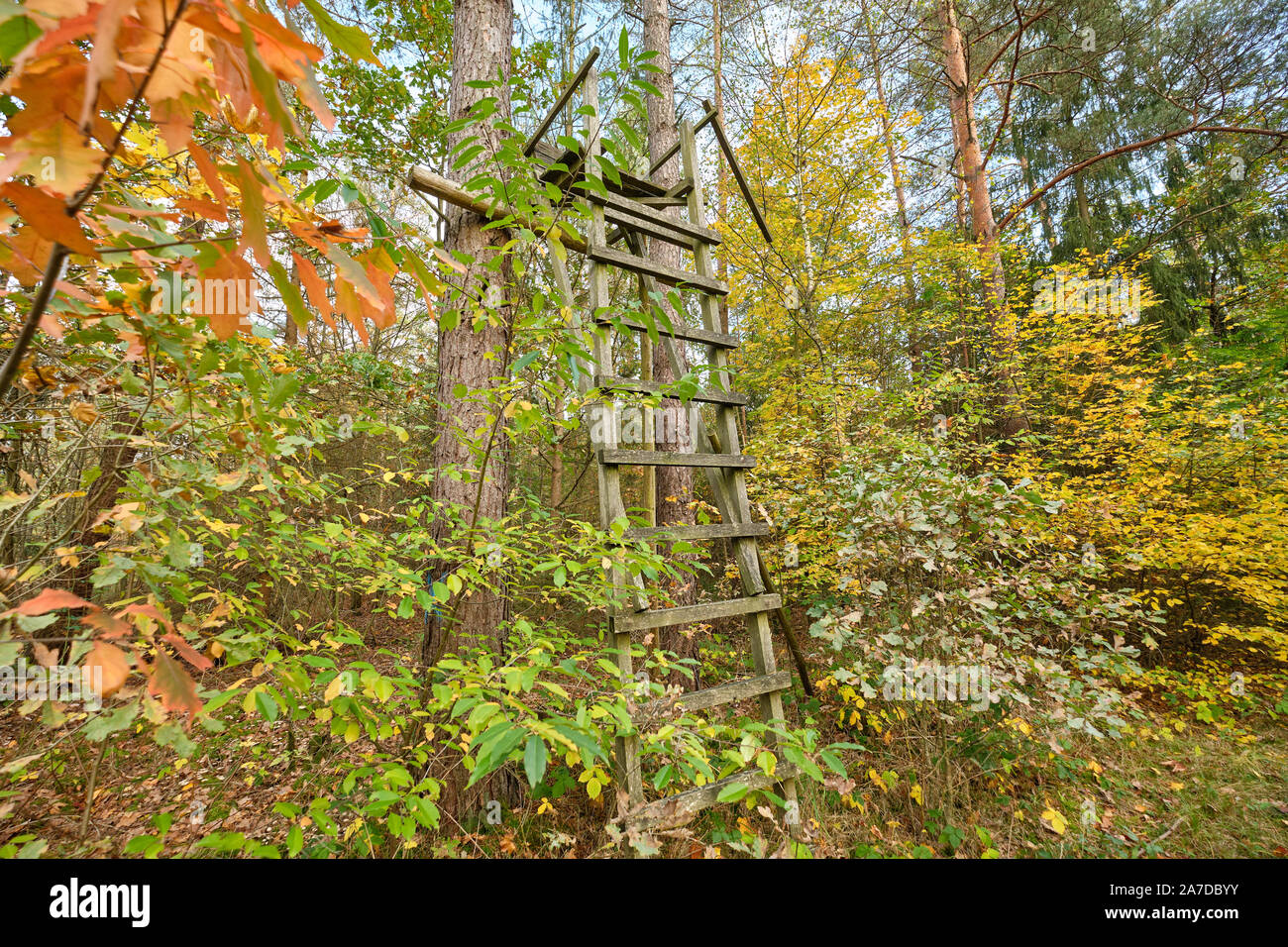 Self-made patiné assise haute en bois d'un chasseur à un arbre dans la forêt d'automne. Vu en Allemagne, en Bavière, en octobre. Banque D'Images