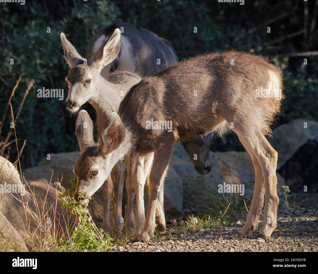 Les faons jumeaux snacking avec maman sur un jour d'automne en fin d'après-midi la lumière. Banque D'Images