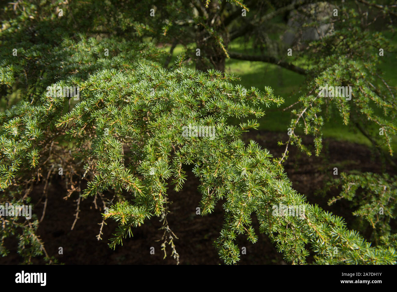 Des feuilles d'un arbre à feuilles persistantes de cèdre de Chypre (Cedrus brevifolia) dans un jardin en milieu rural Devon, England, UK Banque D'Images