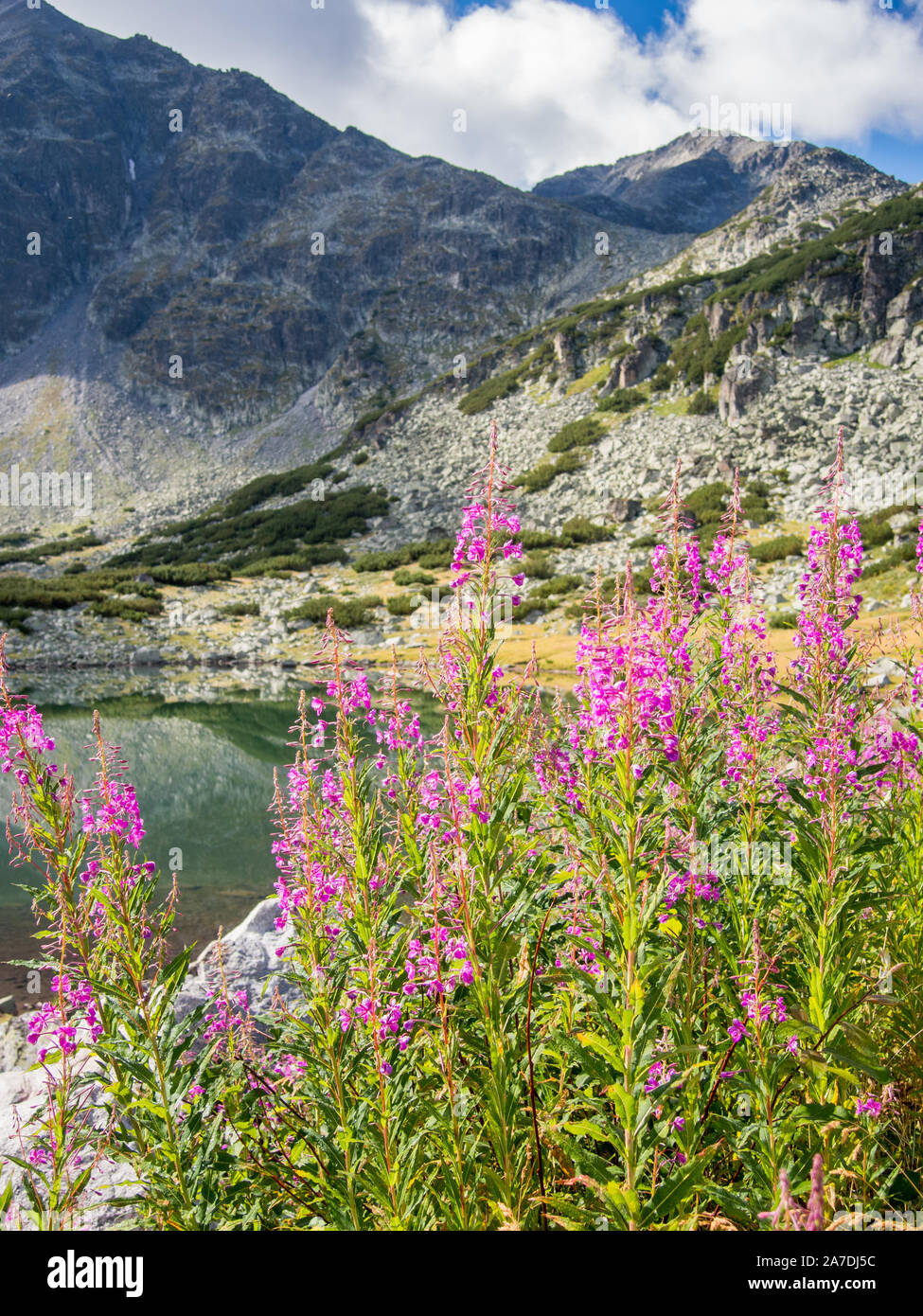 Daisy de montagne près du lac, dans le parc national de Rila Bulgarie Banque D'Images