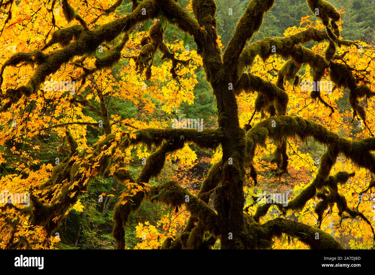 L'érable (Acer macrophyllum) en automne, Coquille River Falls, zone naturelle de la recherche forestière nationale Siskiyou, Oregon Banque D'Images