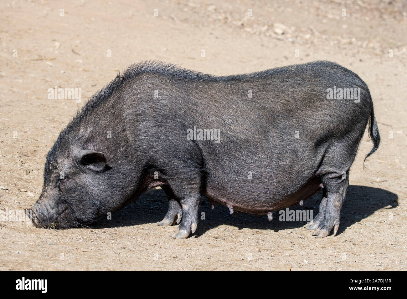 Vietnamien femelle pot-bellied pig / Lon cochon I ét, disparition de race traditionnelle vietnamienne porc domestique miniature Banque D'Images