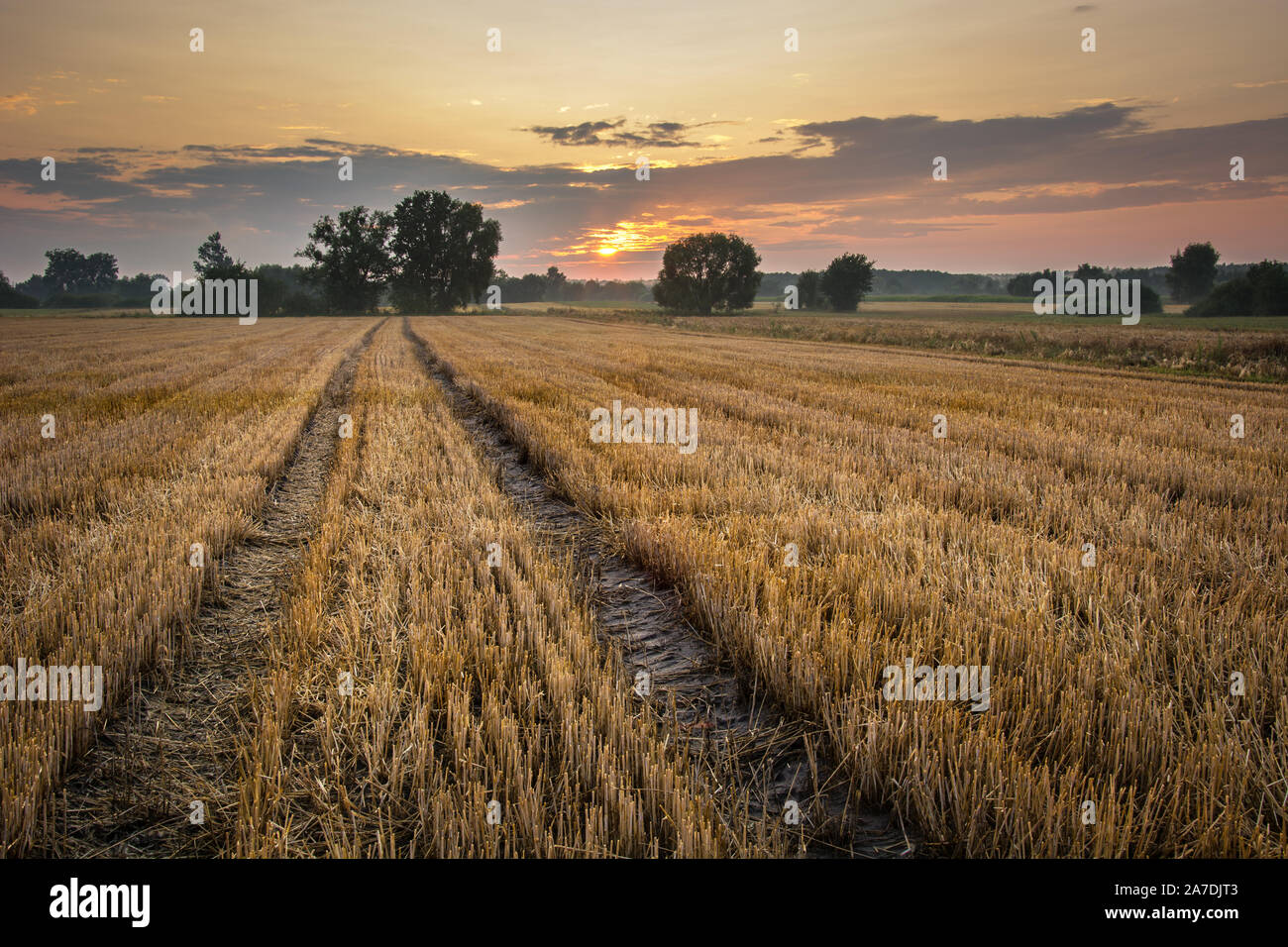 Des traces de roues dans le chaume, des arbres sur l'horizon, les nuages et le coucher du soleil Banque D'Images