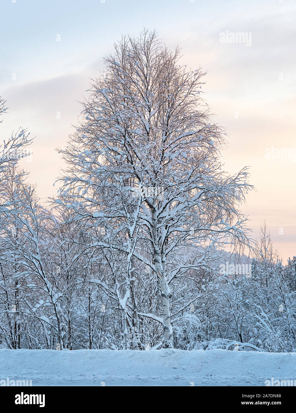 Coucher de soleil féerique en forêt. L'hiver russe. Scène hivernale magnifique et pittoresque. Mourmansk, en Russie. Soft focus Banque D'Images