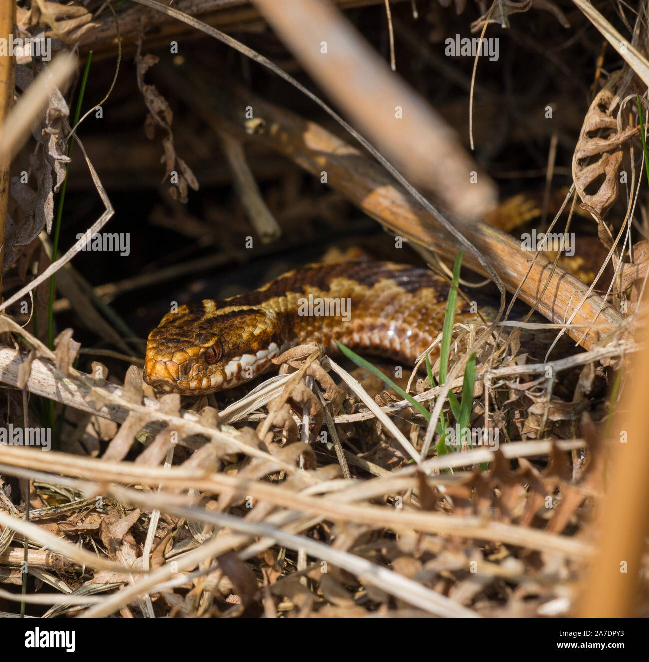 La photo en gros plan d'une vipère femelle (Vipera berus) dans une grande banque dans le soleil, Yorkshire, Angleterre. Banque D'Images