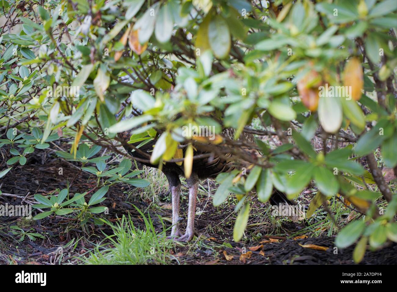 Les jambes d'un dindon sauvage derrière un buisson dans une cour à Eugene, Oregon, USA. Banque D'Images