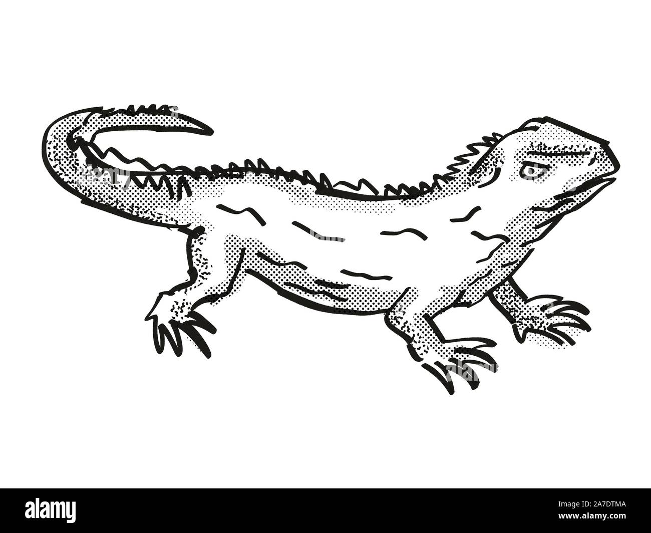 Retro cartoon style dessin d'un Tuatara , originaire de la faune de la Nouvelle-Zélande sur fond blanc isolé en noir et blanc Banque D'Images