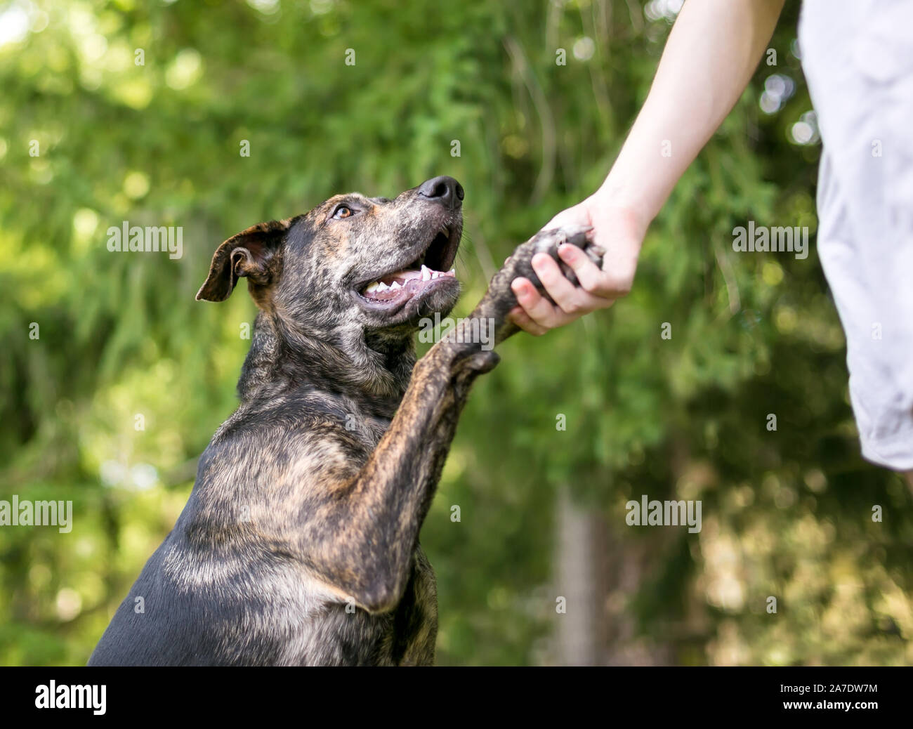 Un bringé dog offrant sa patte à une personne pour une poignée de main Banque D'Images