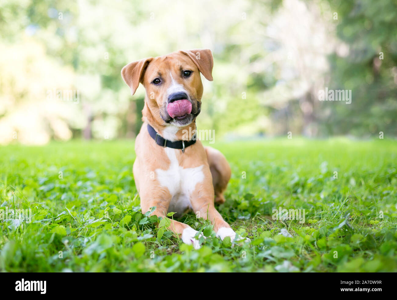 Un mignon jeune Retriever / pit-bull terrier dog allongé dans l'herbe et lécher ses lèvres Banque D'Images