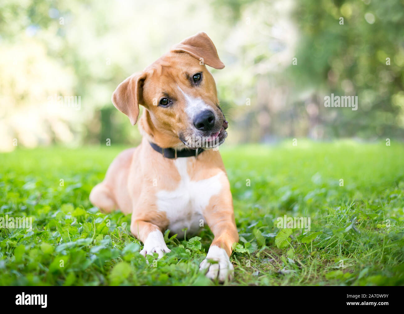 Un mignon jeune Retriever / pit-bull terrier dog allongé dans l'herbe et écouter avec une inclinaison de tête Banque D'Images