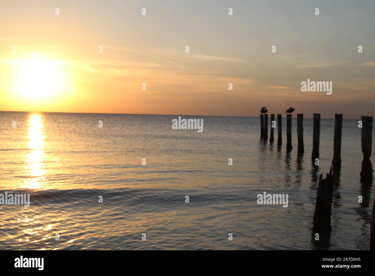 Rangée de billes de bois planté dans l'océan au coucher du soleil Banque D'Images