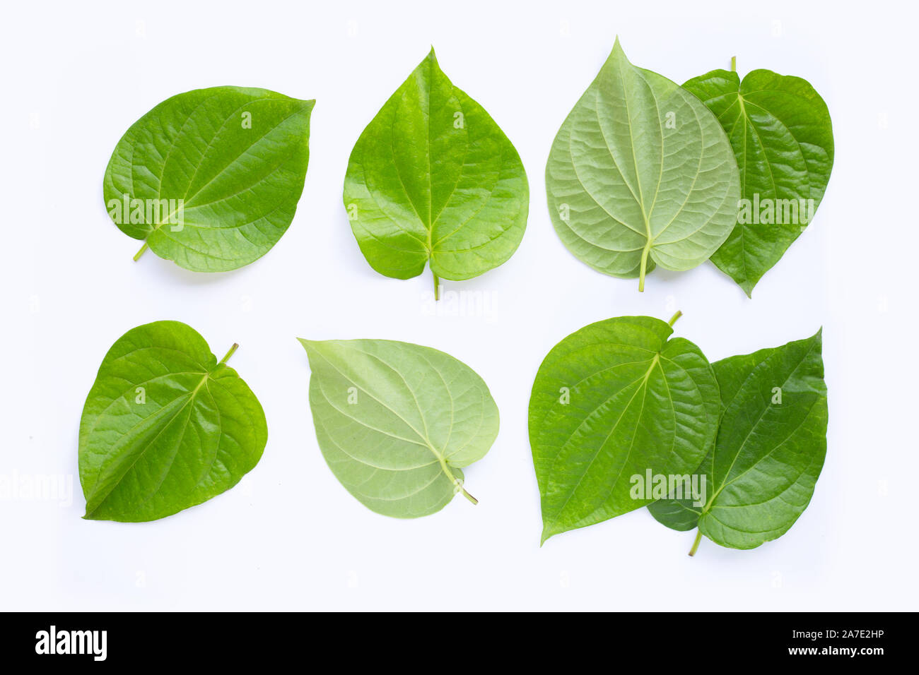 Les feuilles de bétel vert frais, Piper betle sur fond blanc. Banque D'Images