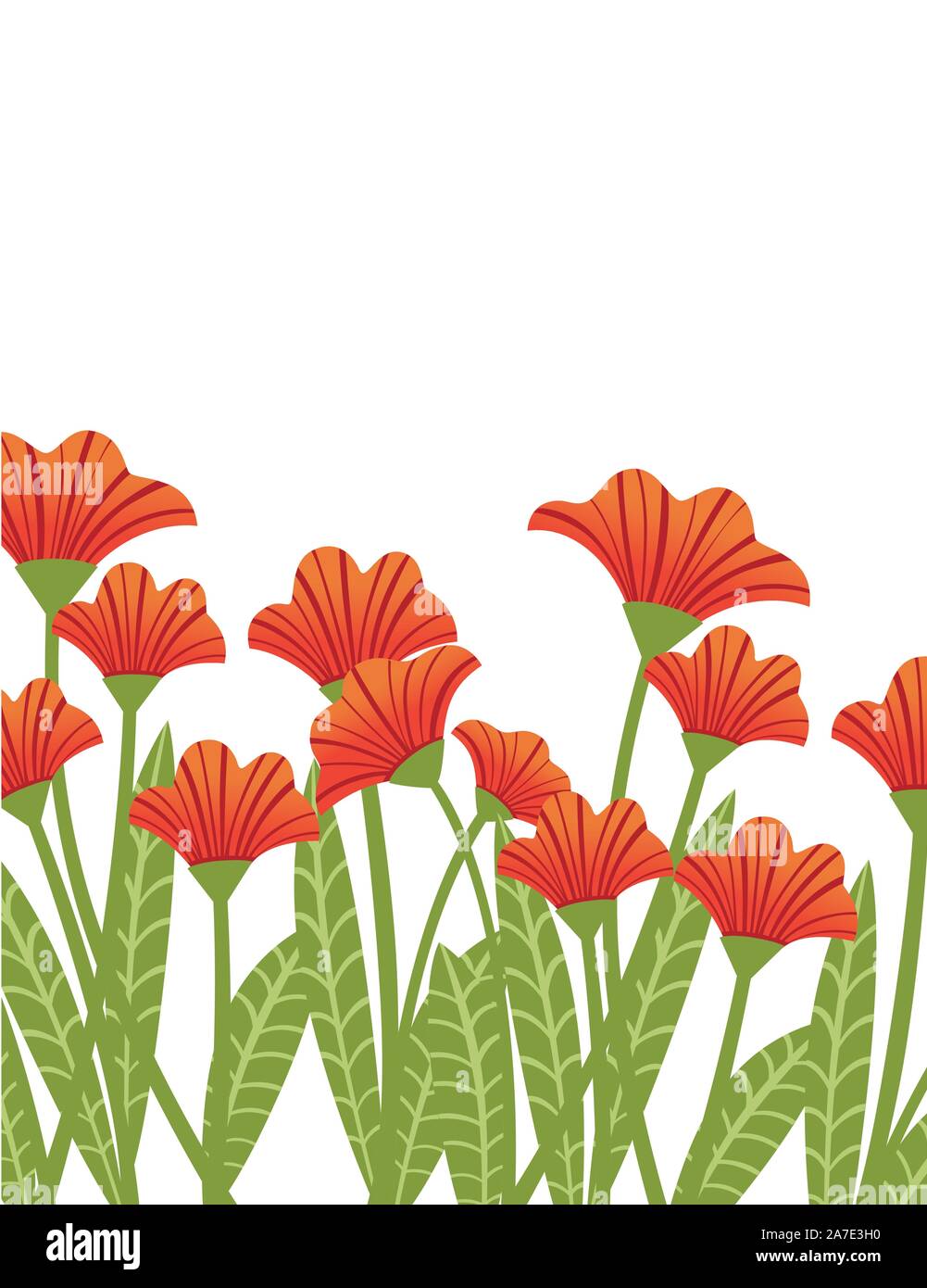 Coquelicots rouges dans une rangée de plantes fleurs rouge télévision vector illustration sur fond blanc. Illustration de Vecteur