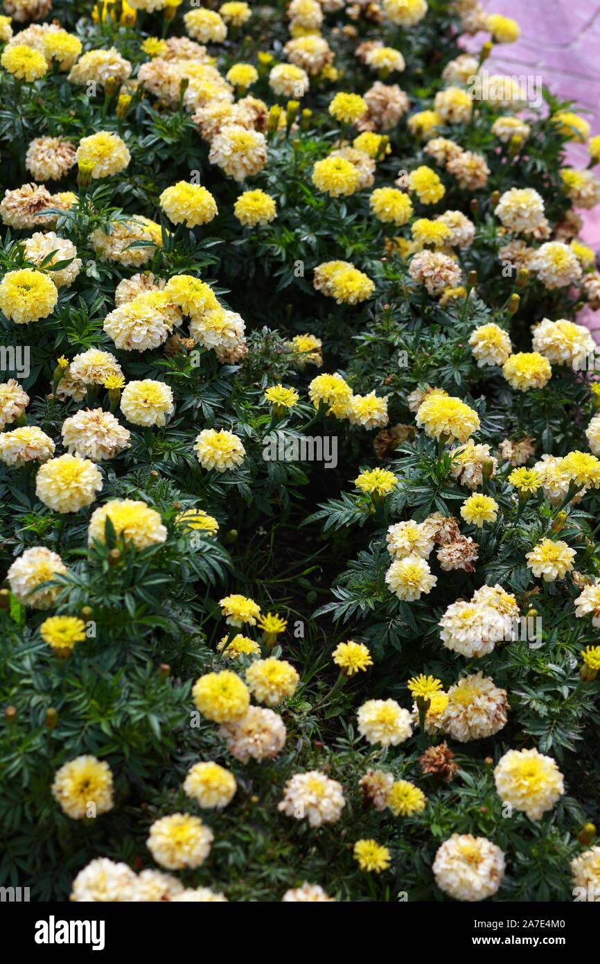 De belles fleurs Banque D'Images