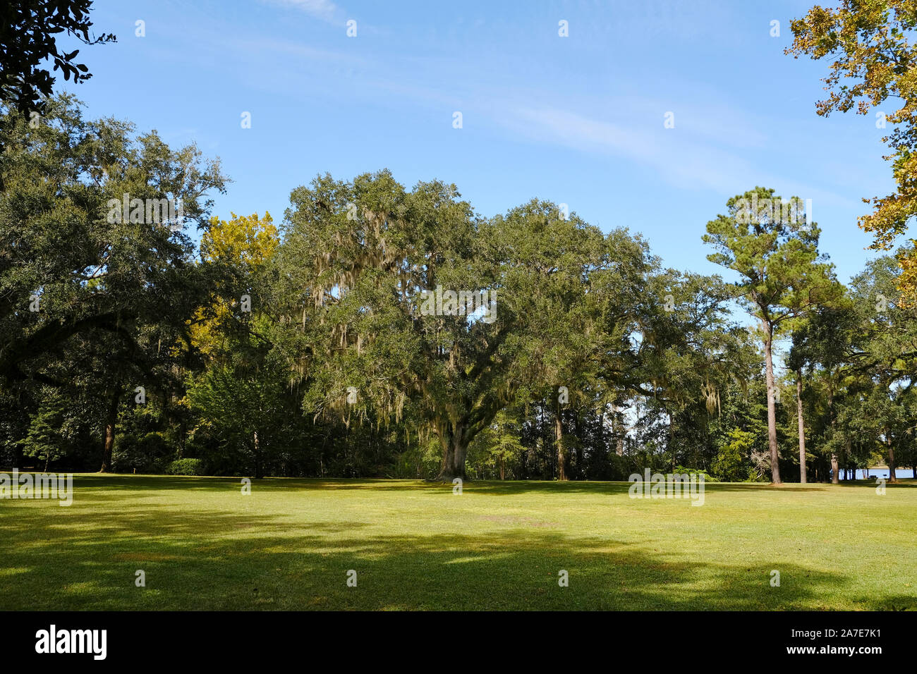 Grand massif ou vivre chêne, Quercus virginiana, debout dans une grande pelouse à Eden Gardens State Park, Santa Rosa Beach en Floride, aux États-Unis. Banque D'Images