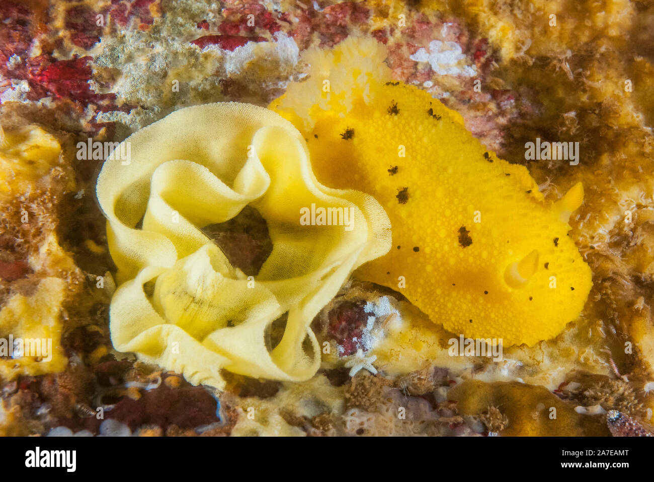 Citron mer, Peltodoris nobilis, pondre des œufs, Skookumchuck Narrows, Sechelt Inlet, en Colombie-Britannique, au Canada, l'Océan Pacifique Banque D'Images
