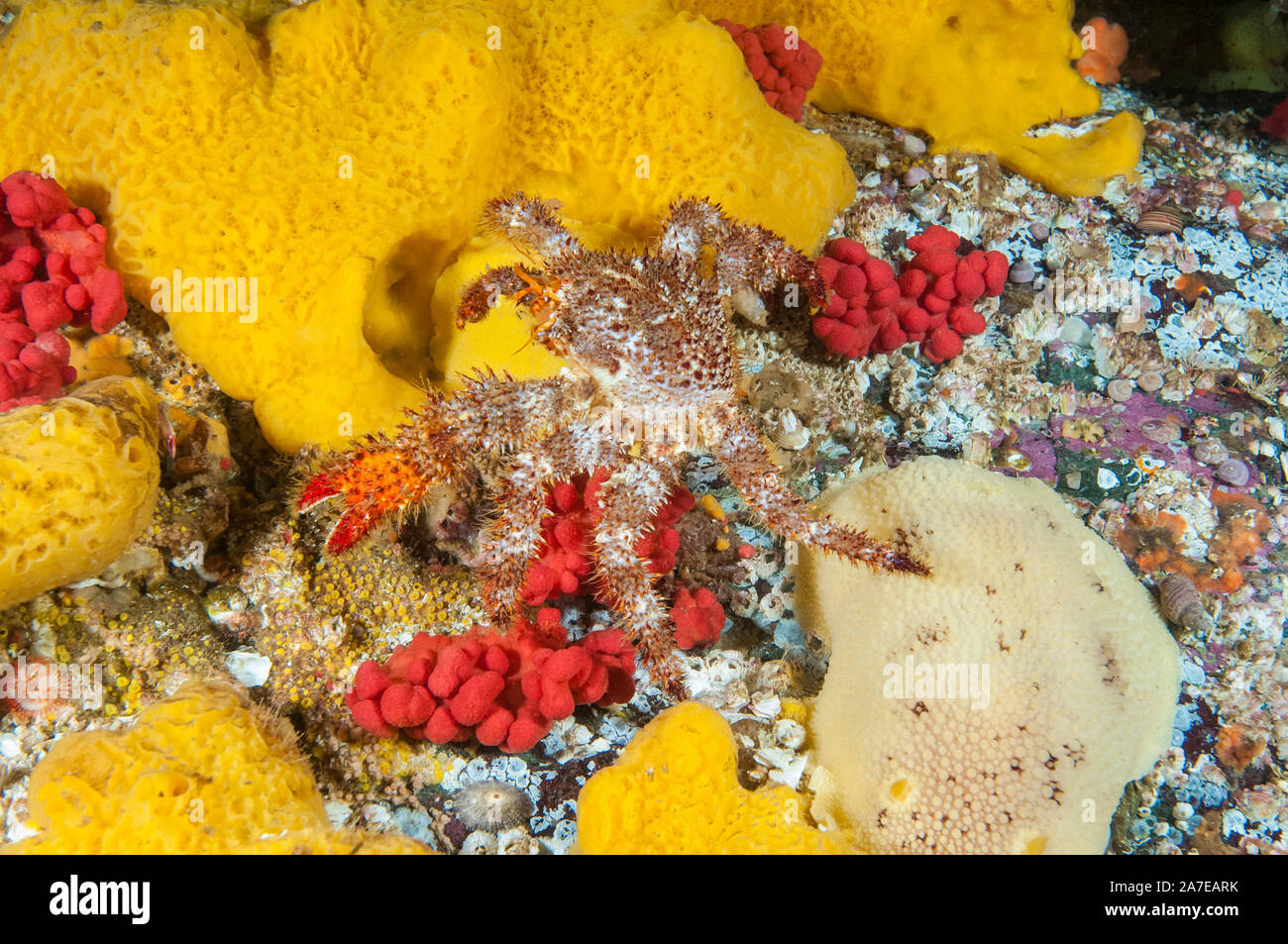 Épines pubescentes, crabe Acantholithodes hispidus, Browning Pass, British Columbia, Canada, Océan Pacifique Banque D'Images