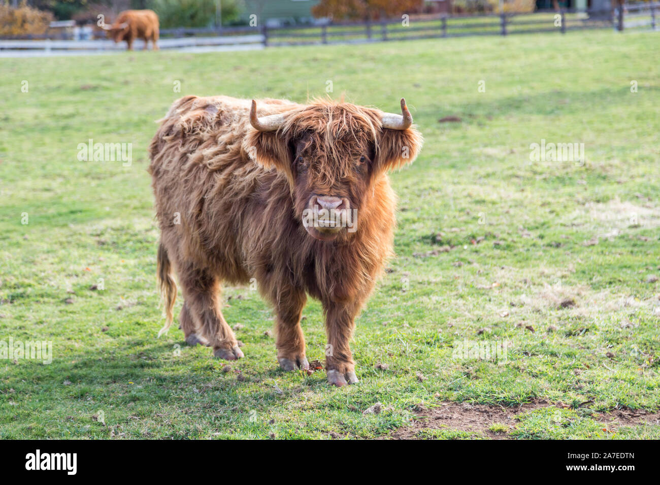 Bovins Écossais des Highlands dans un vert Pâturage regardant la caméra Banque D'Images