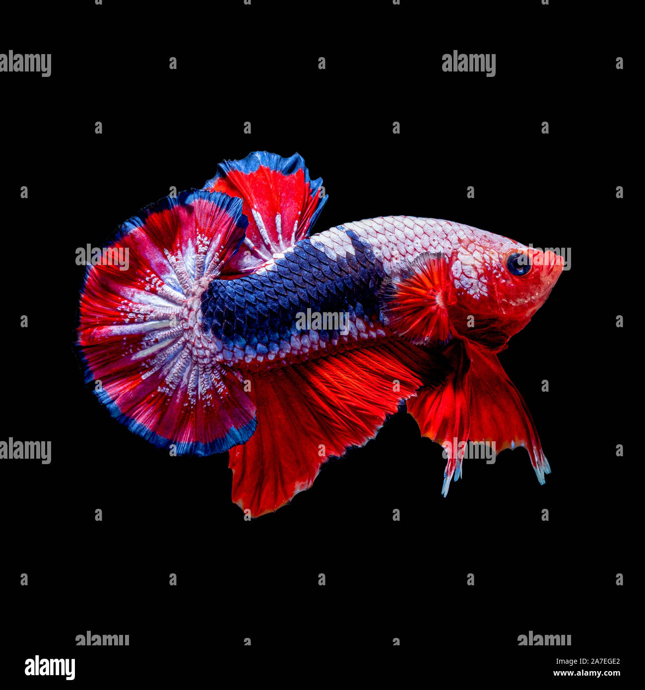 Betta poisson lutte dans l'aquarium black blackground Banque D'Images