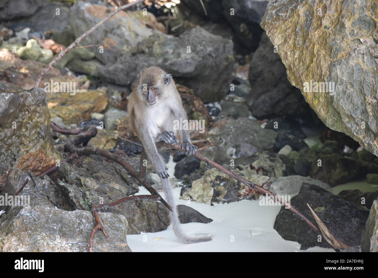 Singes sauvages en Thaïlande Banque D'Images