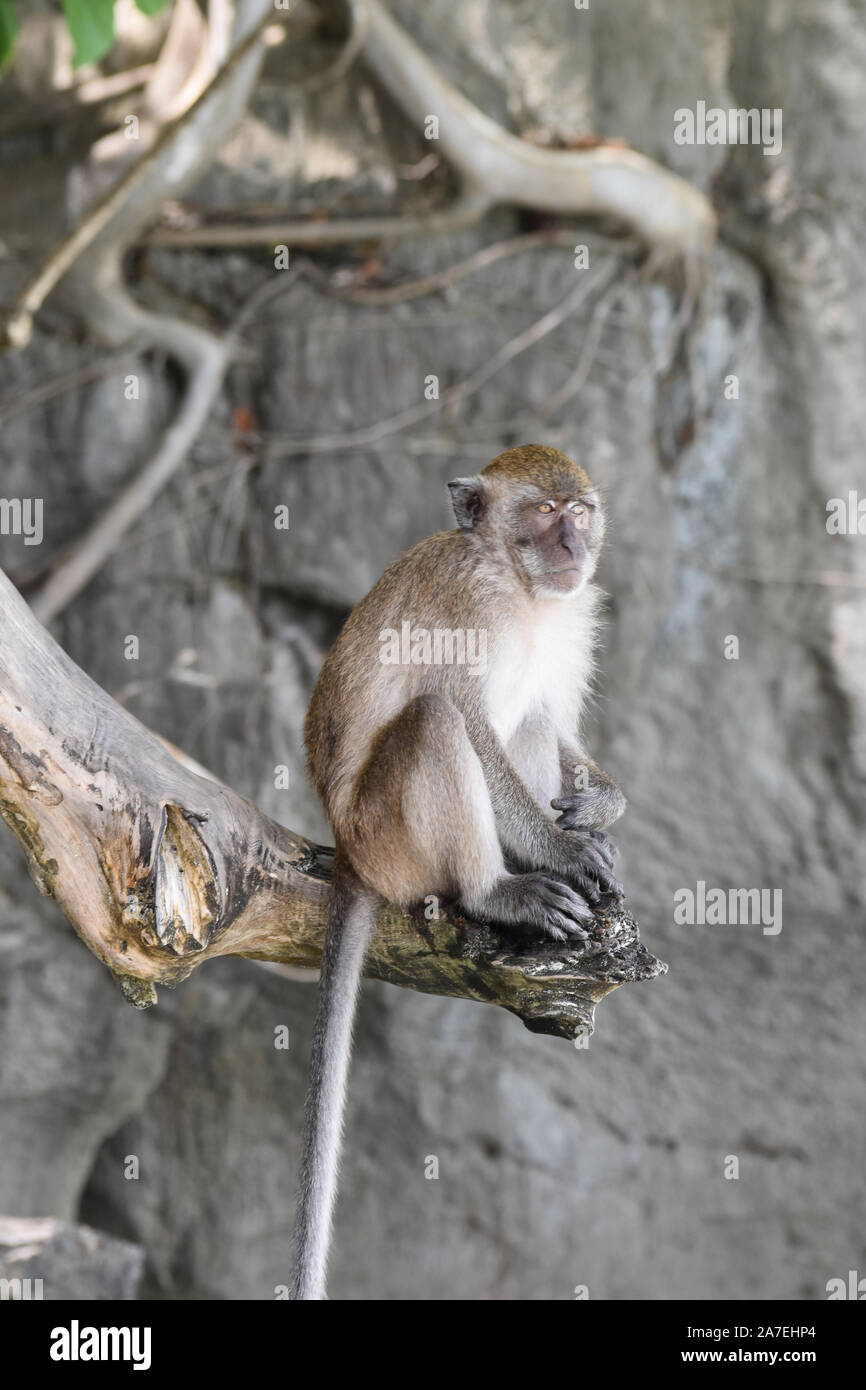 Singes sauvages en Thaïlande Banque D'Images