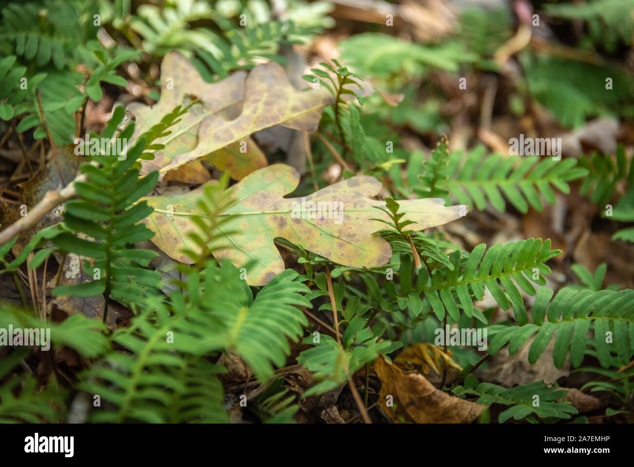 Feuilles de chêne et de fougères sur le sol forestier à Panola Mountain State Park dans l'Arabia Mountain National Heritage Area juste à l'extérieur d'Atlanta (Géorgie). Banque D'Images