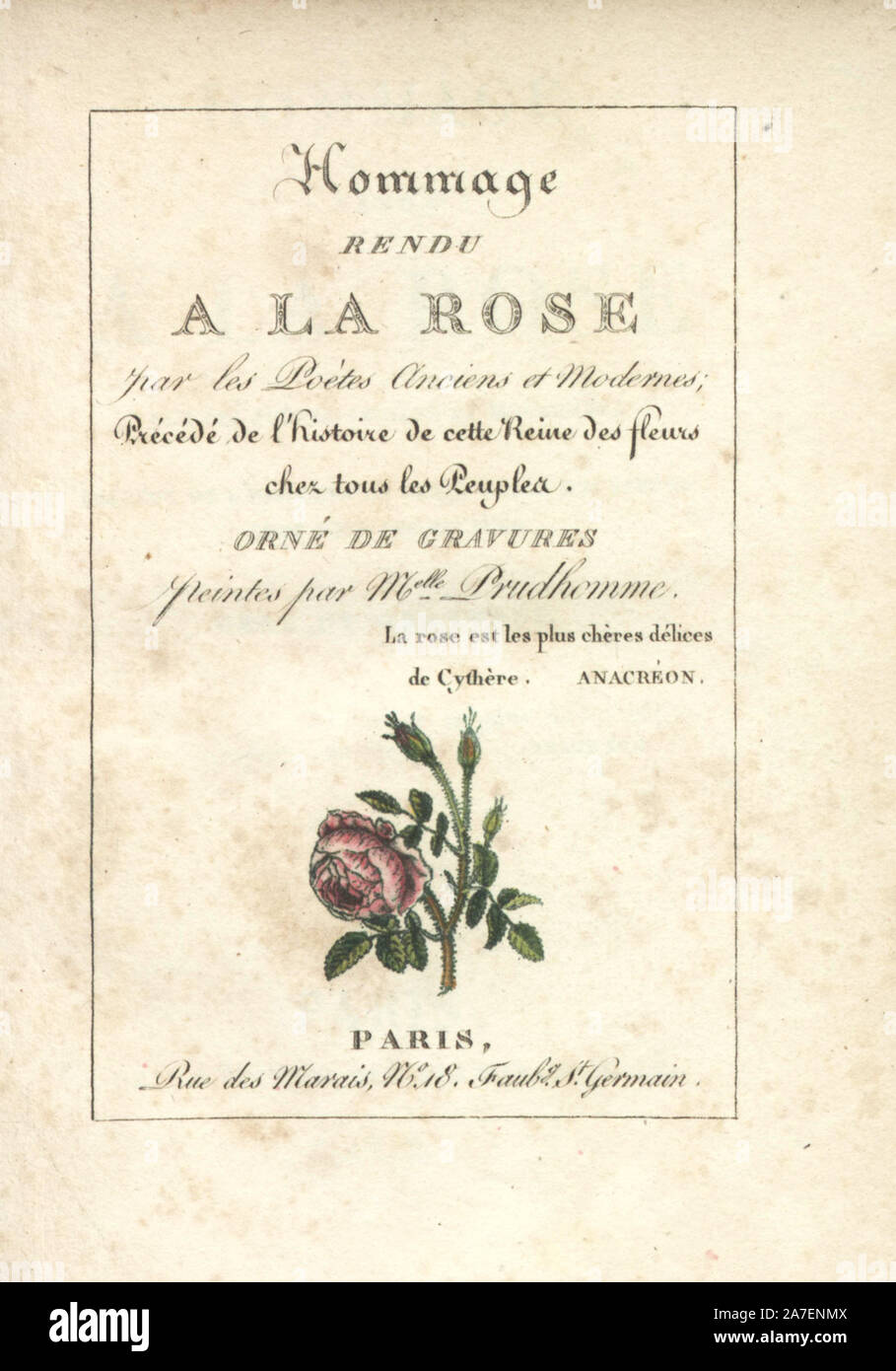 Page de titre calligraphique copperplate coloriée avec vignette gravée d'un moss rose par Mlle. Prudhomme de 'Hommage à la Rose,' Paris, vers 1815. Un livre cadeau avec l'histoire de la rose et une douzaine de figurines de botanique. Banque D'Images