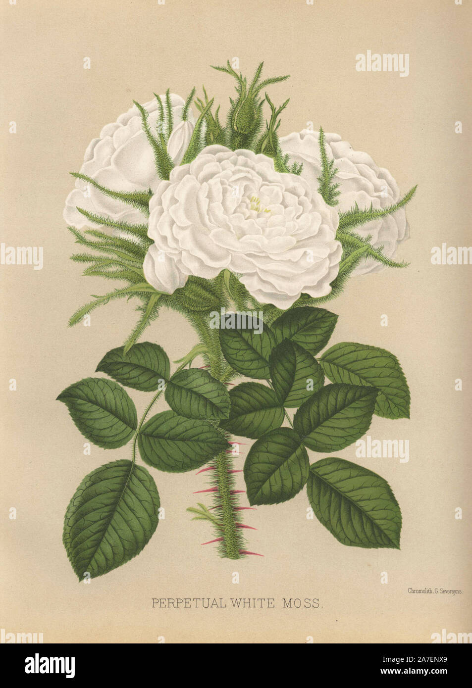 Mousse blanche perpétuelle rose. Chromolithographie par Georges Severeyns à partir d'une illustration par Walter H. Fitch de William Paul's 'Le Jardin de roses en deux divisions, Londres, 1888. Publié pour la première fois en 1848 avec 15 plaques de couleur, 'La Roseraie' est rapidement devenu un ouvrage de référence sur les roses et courut à 10 éditions, la dernière en 1903. Les illustrations pour la 9e édition ont été par Walter Fitch, le célèbre artiste qui a illustré Curtis' 'Botanical Magazine" pour de nombreuses années. Banque D'Images