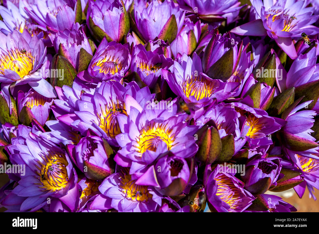 Abeilles se nourrissant de fleurs de nénuphars bleu (Nymphaea nouchali) à Kandy au Sri Lanka. C'est la fleur nationale du Sri Lanka (fleur de Manel). Banque D'Images