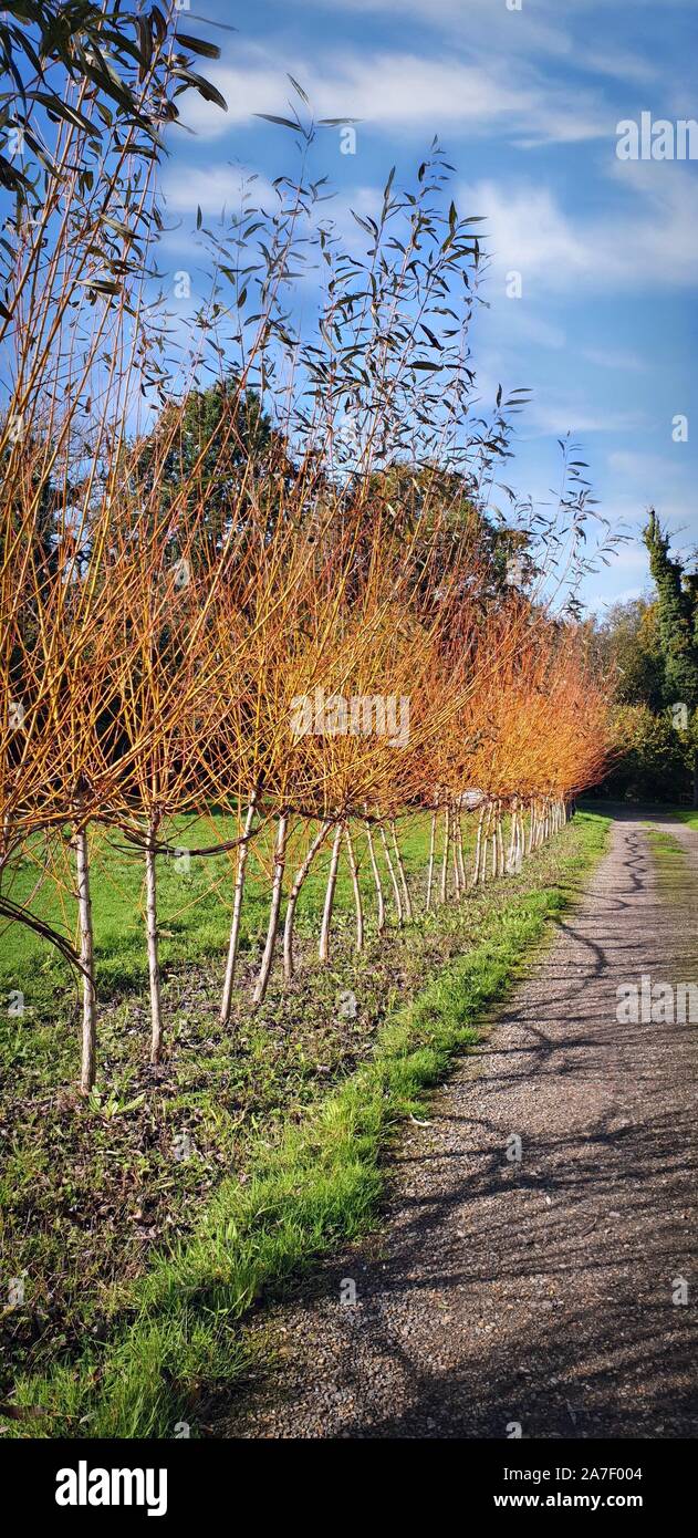 Une rangée de saules avec feuilles d'or Banque D'Images