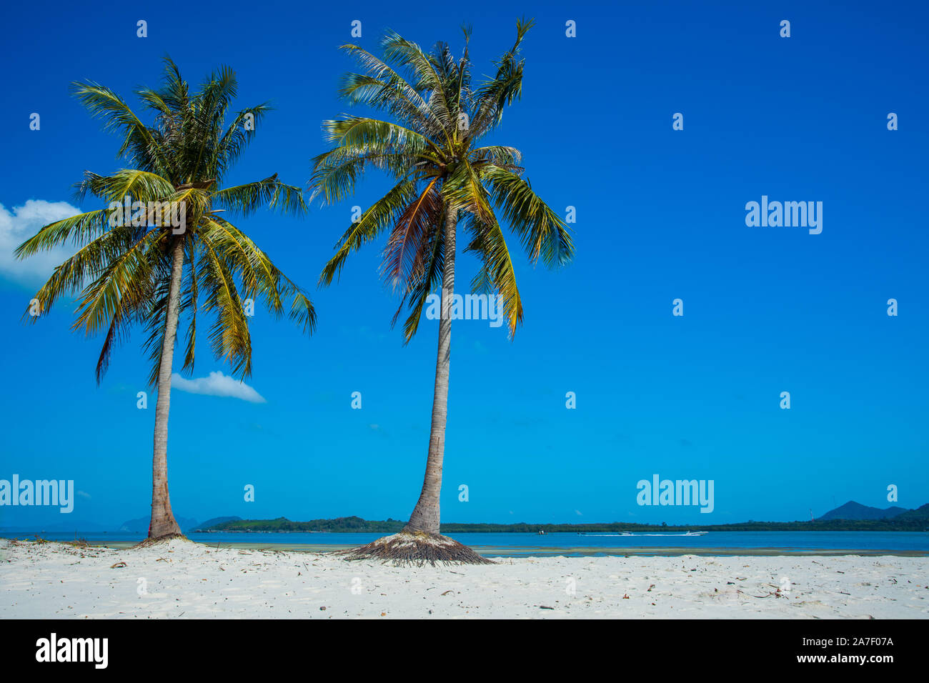 Belle image paysage tropical, deux cocotiers sur le ciel bleu à Ko Yao Noi, Krabi, Thaïlande. Banque D'Images