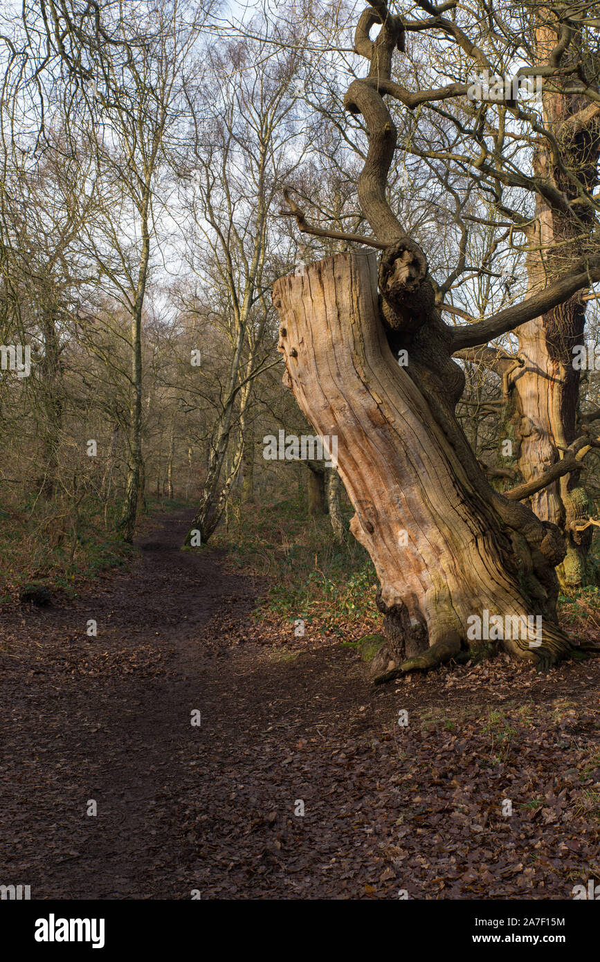 La forêt de Sherwood où la fracturation hydraulique a été interdite à la suite d'un Boris Johnson's décision du gouvernement en novembre 2019. Banque D'Images