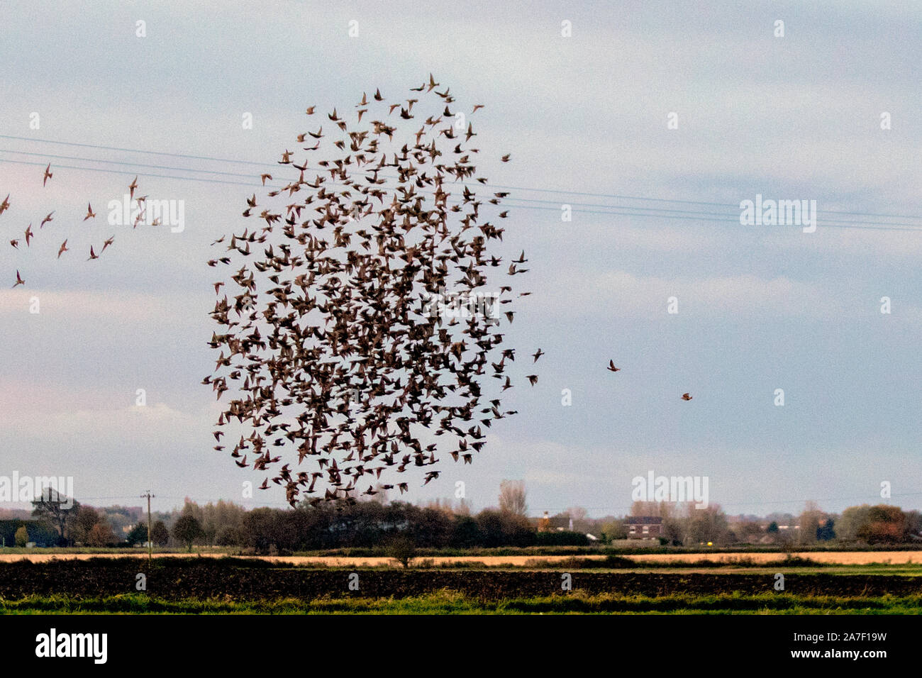 Burscough, Lancashire. Météo France ; 2e Nov 2019. L'étourneau troupeau à l'aube d'effectuer des mouvements incroyables et presque balletic ensemble avant qu'ils s'établissent ; d'énormes des groupes d'étourneaux que tordre, tourner, tourbillonner et tourbillonner dans le ciel s'ils changent de forme et d'orientation dans les mouvements chorégraphiés parfaitement comme l'échauffement, dans le soleil du matin. Credit : MediaWorldImages/Alamy Live News Banque D'Images