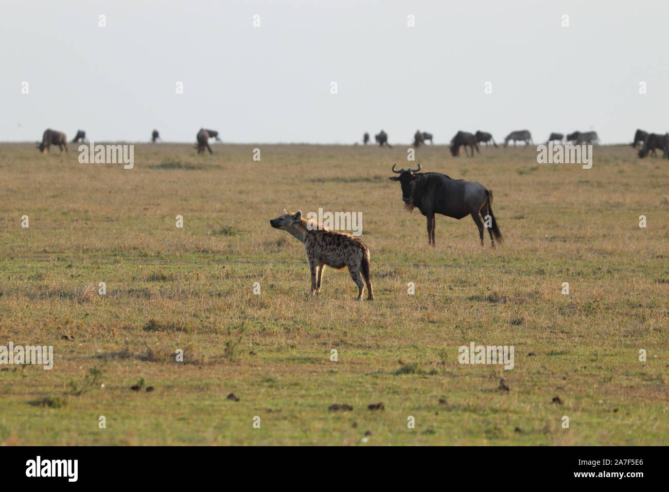 Groupe de hyènes dans la savane africaine. Banque D'Images