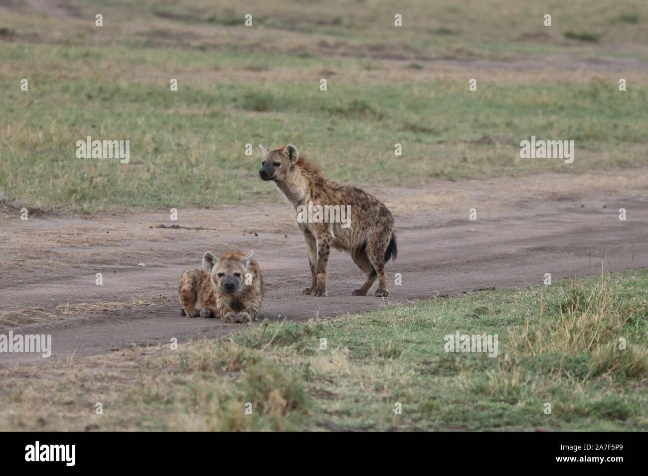 Groupe de hyènes dans la savane africaine. Banque D'Images