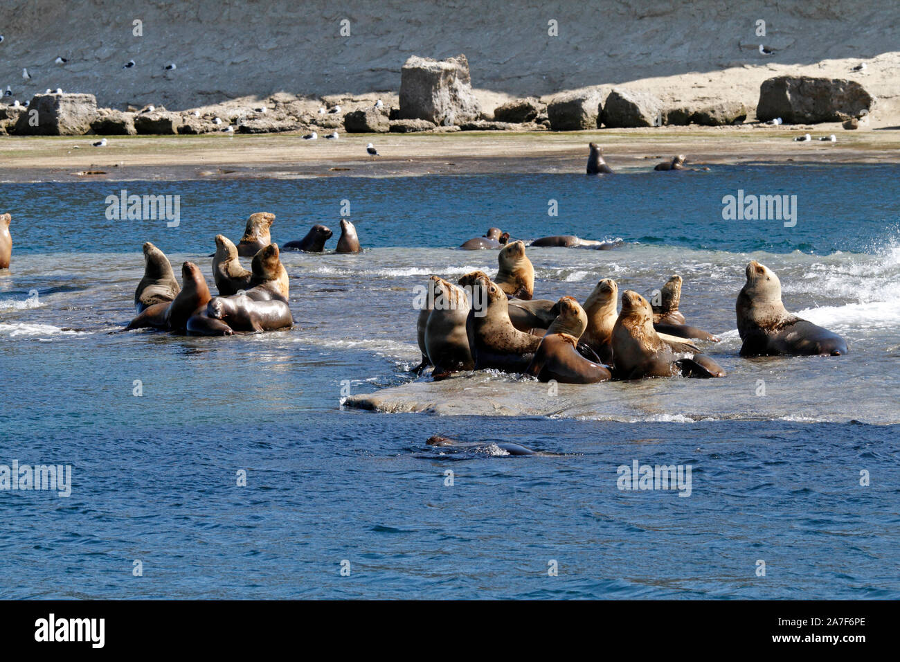 Lion de mer du sud colonie à Peninsula Valdes, Golfo nuevo, Puerto Madryn, Chubut, Patagonie, Argentine. Banque D'Images