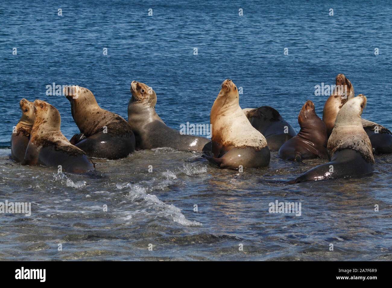 Lion de mer du sud colonie à Peninsula Valdes, Golfo nuevo, Puerto Madryn, Chubut, Patagonie, Argentine. Banque D'Images