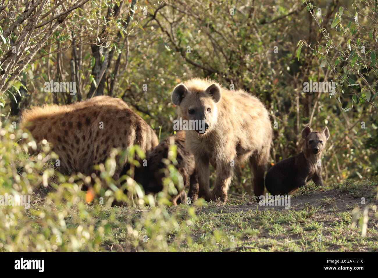Groupe de hyènes dans la savane africaine. Banque D'Images