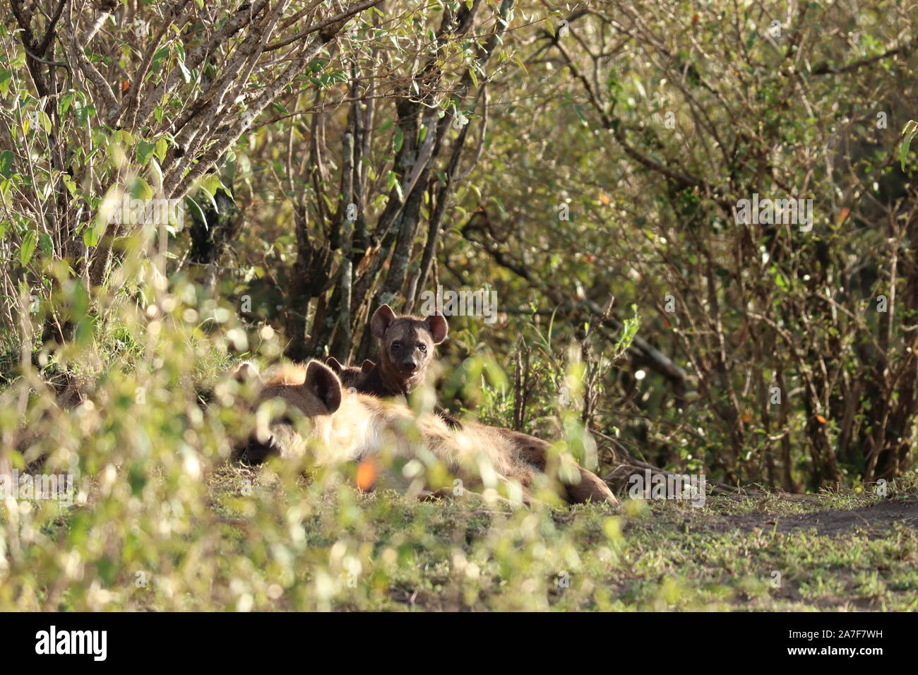 Groupe de hyènes dans la savane africaine. Banque D'Images