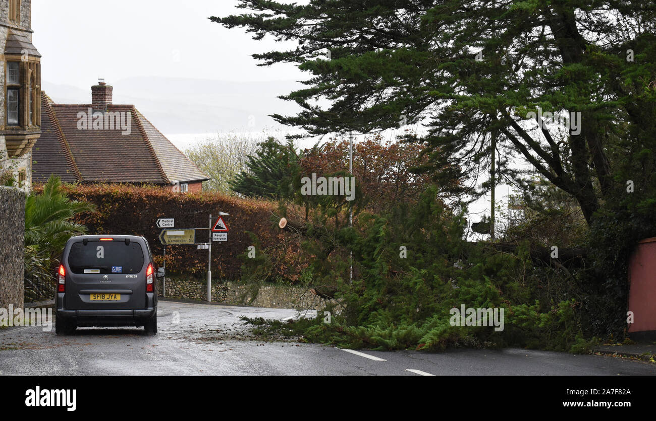 Lyme Regis, dans le Dorset, UK. 2 novembre 2019. Météo France : tempêtes et coups de vent faire s'abattre des arbres dans la région de West Dorset. Une route principale dans la station balnéaire de Lyme Regis est bloqué par un grand arbre tombé. Les véhicules sont contraints sur l'autre côté de la route pour éviter l'arbre et de branches brisées. Les avertissements météo restent en place dans tout le sud-ouest comme la tempête, les conditions sont réunies pour continuer. Credit : Celia McMahon/Alamy Live News. Banque D'Images