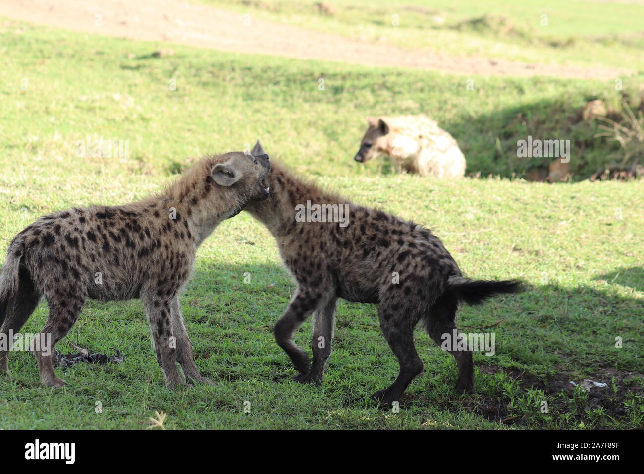 Groupe de hyènes dans la savane africaine. Banque D'Images