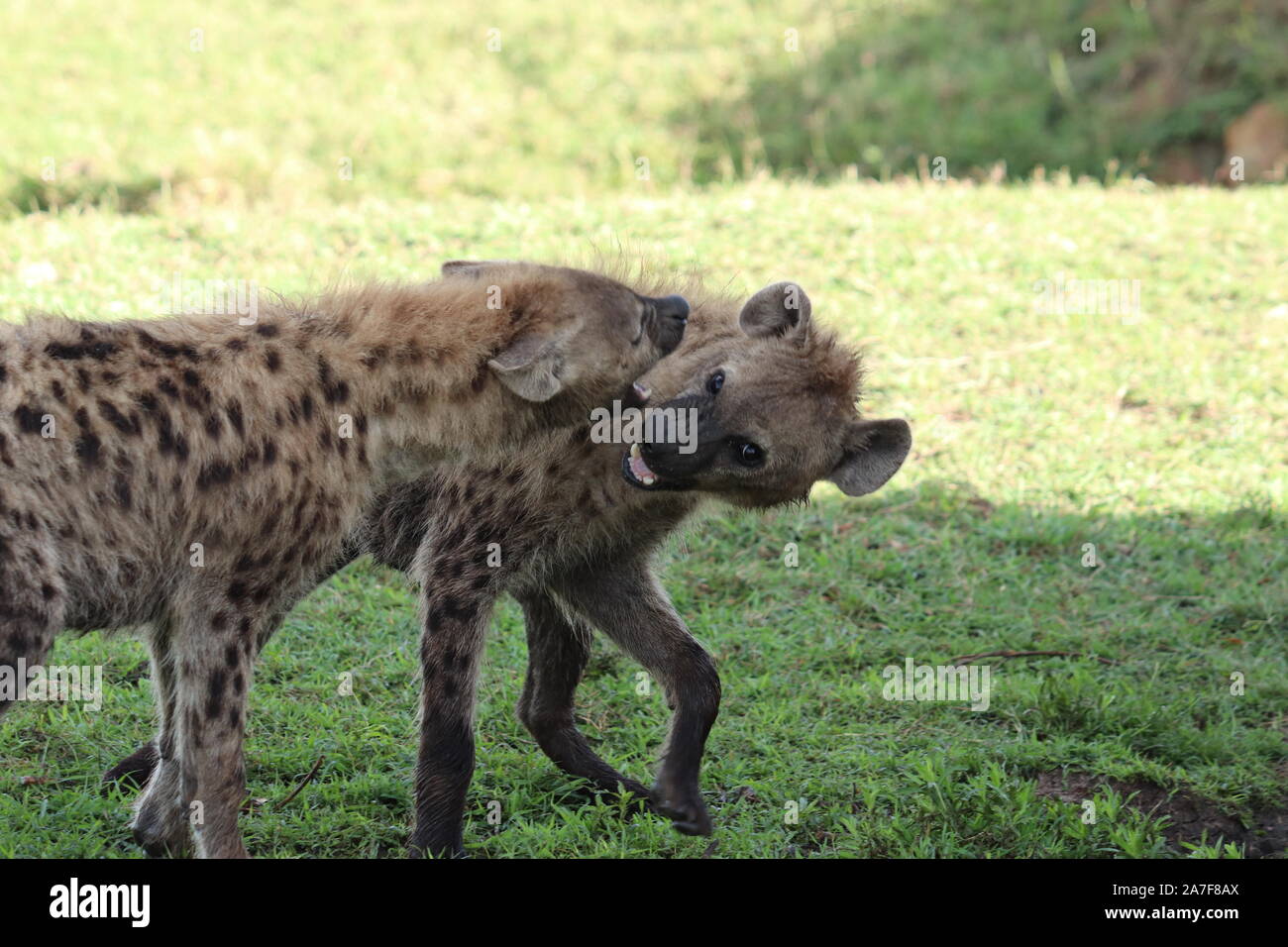 Groupe de hyènes dans la savane africaine. Banque D'Images