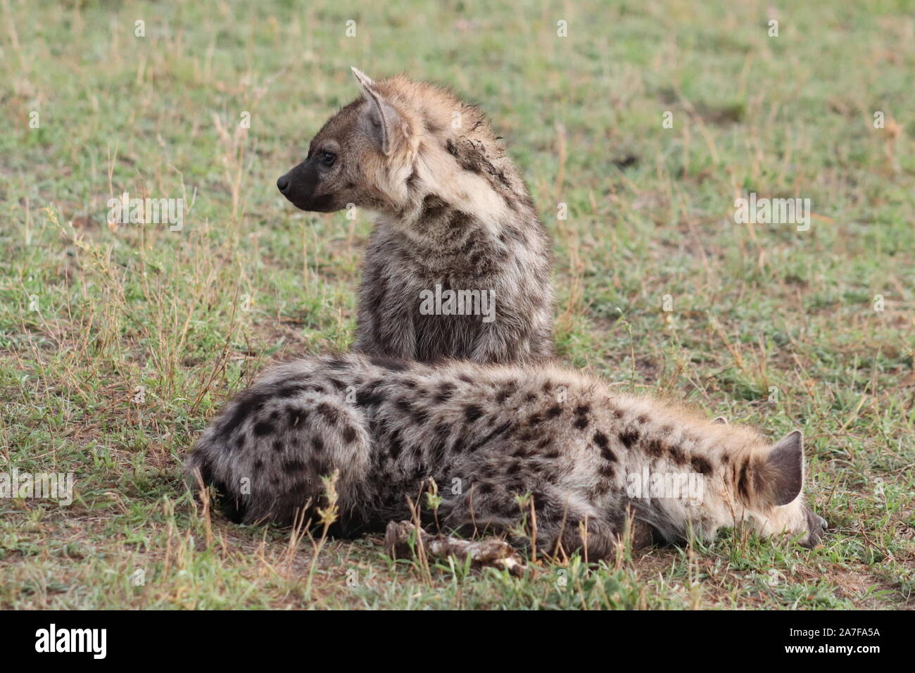 Groupe de hyènes dans la savane africaine. Banque D'Images