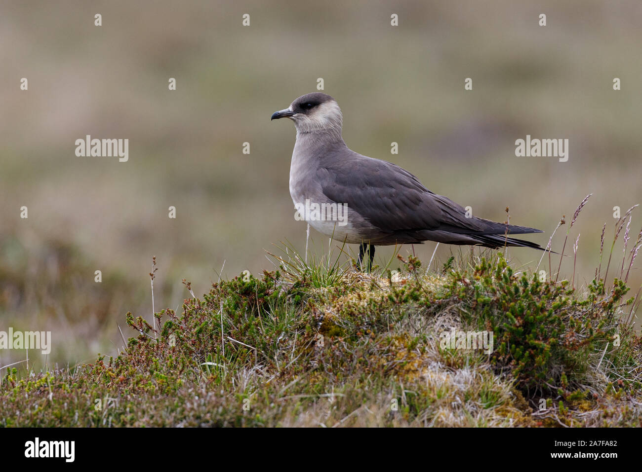 Labbe parasite Stercorarius parasiticus, Banque D'Images