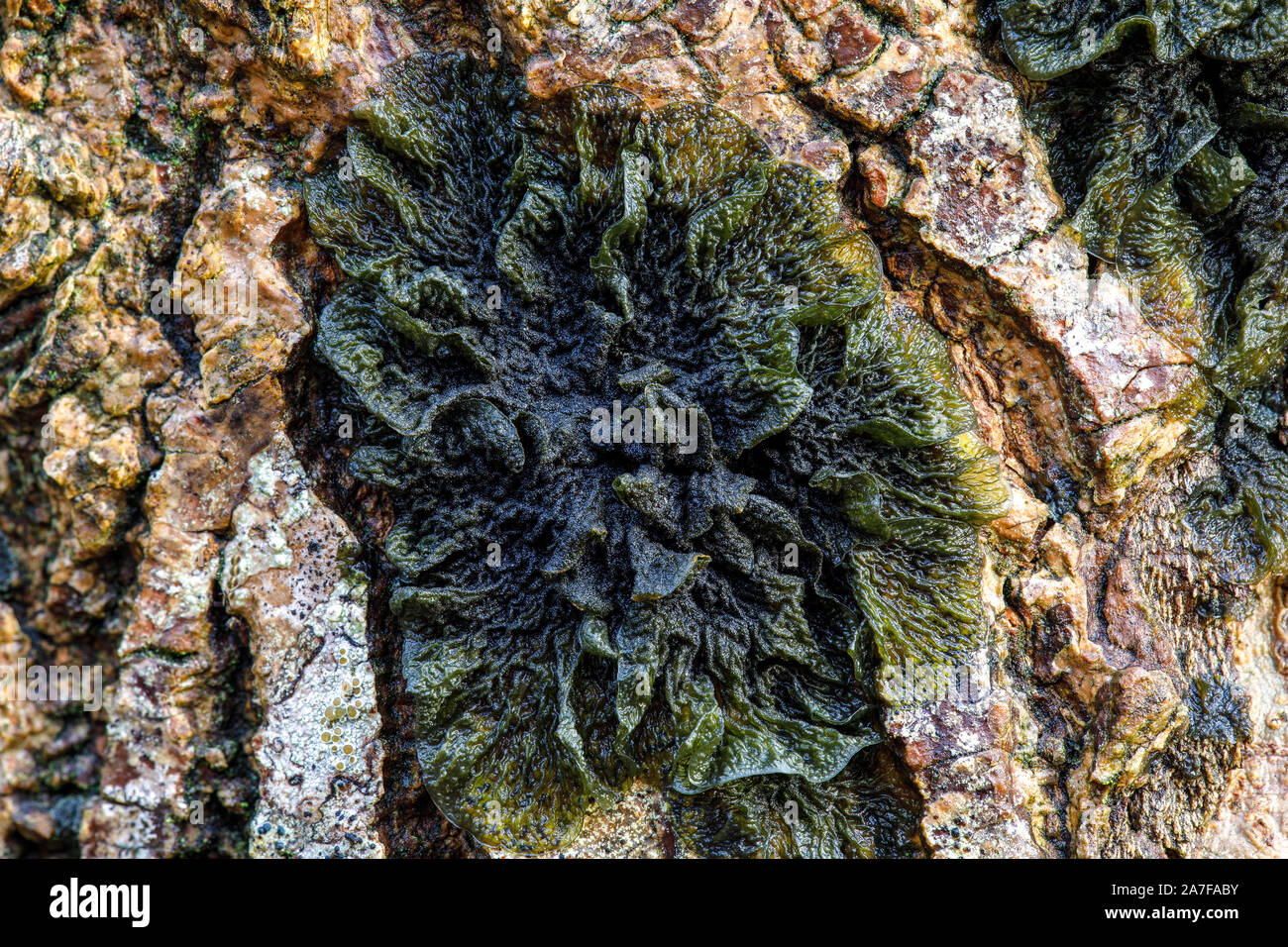 Communauté de lichens Lobarion Banque D'Images